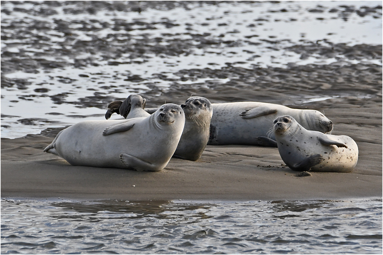 "Wo die Nordseewellen . . ." (2) Seehunde (Phoca vitulina) . . .