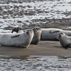 "Wo die Nordseewellen . . ." (2) Seehunde (Phoca vitulina) . . .