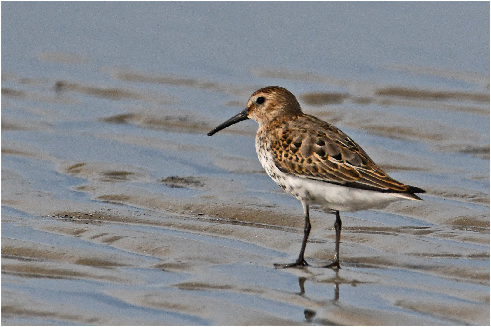 "Wo die Nordseewellen . . ." (21) - Die Alpenstrandläufer (Calidris alpina) . . .