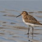 "Wo die Nordseewellen . . ." (21) - Die Alpenstrandläufer (Calidris alpina) . . .