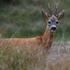 "Wo die Nordseewellen . . ." (22) - In den Wäldchen hinter . . . 