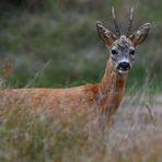 "Wo die Nordseewellen . . ." (22) - In den Wäldchen hinter . . . 