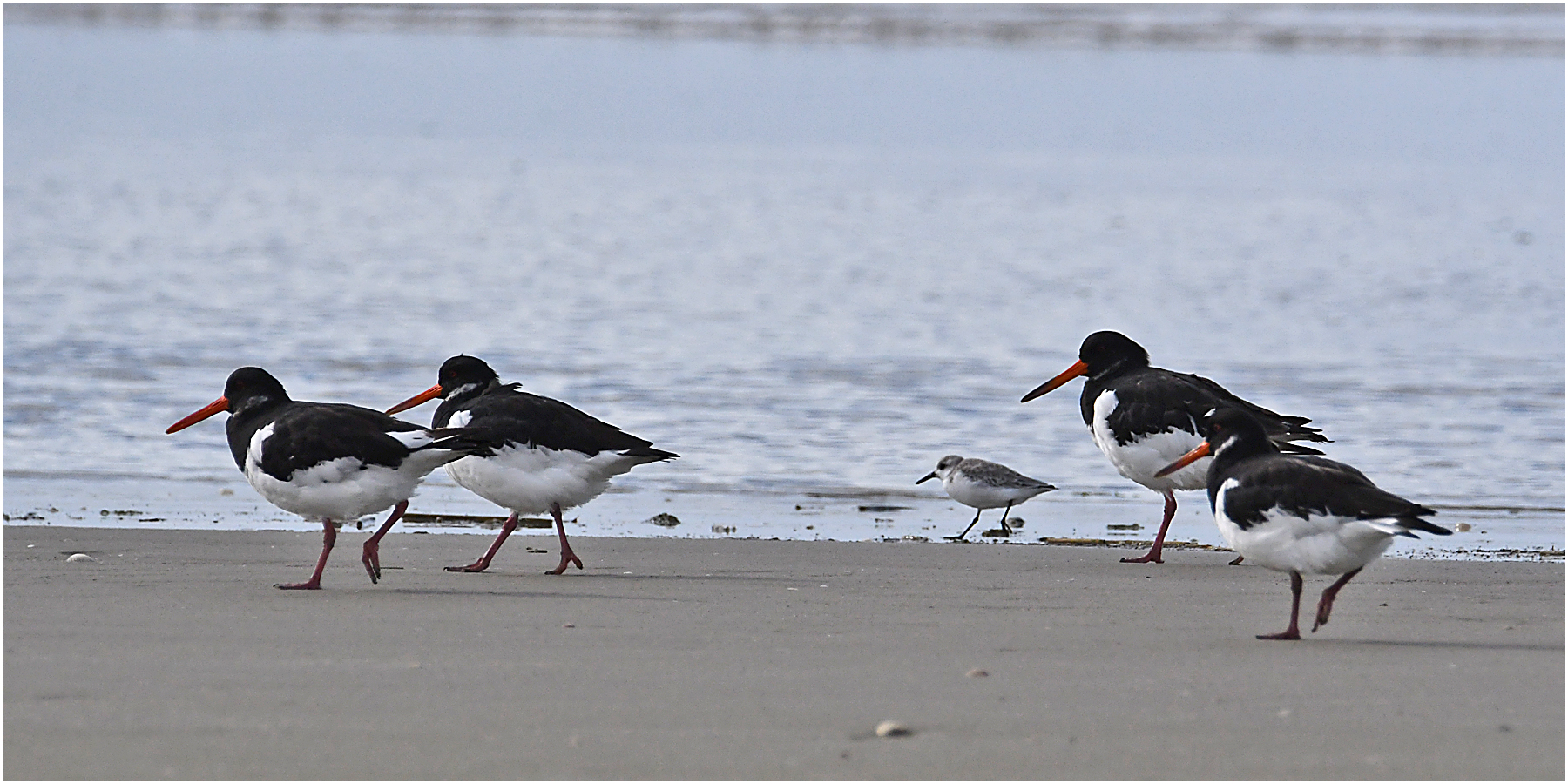 "Wo die Nordseewellen . . ." (23) - Austernfischer (Haematopus ostralegus) . . .