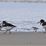 "Wo die Nordseewellen . . ." (23) - Austernfischer (Haematopus ostralegus) . . .