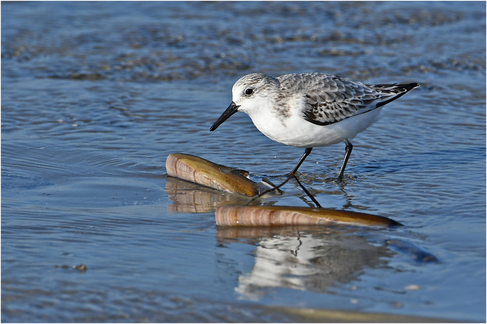  "Wo die Nordseewellen . . ." (23) - Der Sanderling . . .