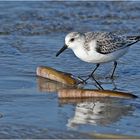  "Wo die Nordseewellen . . ." (23) - Der Sanderling . . .