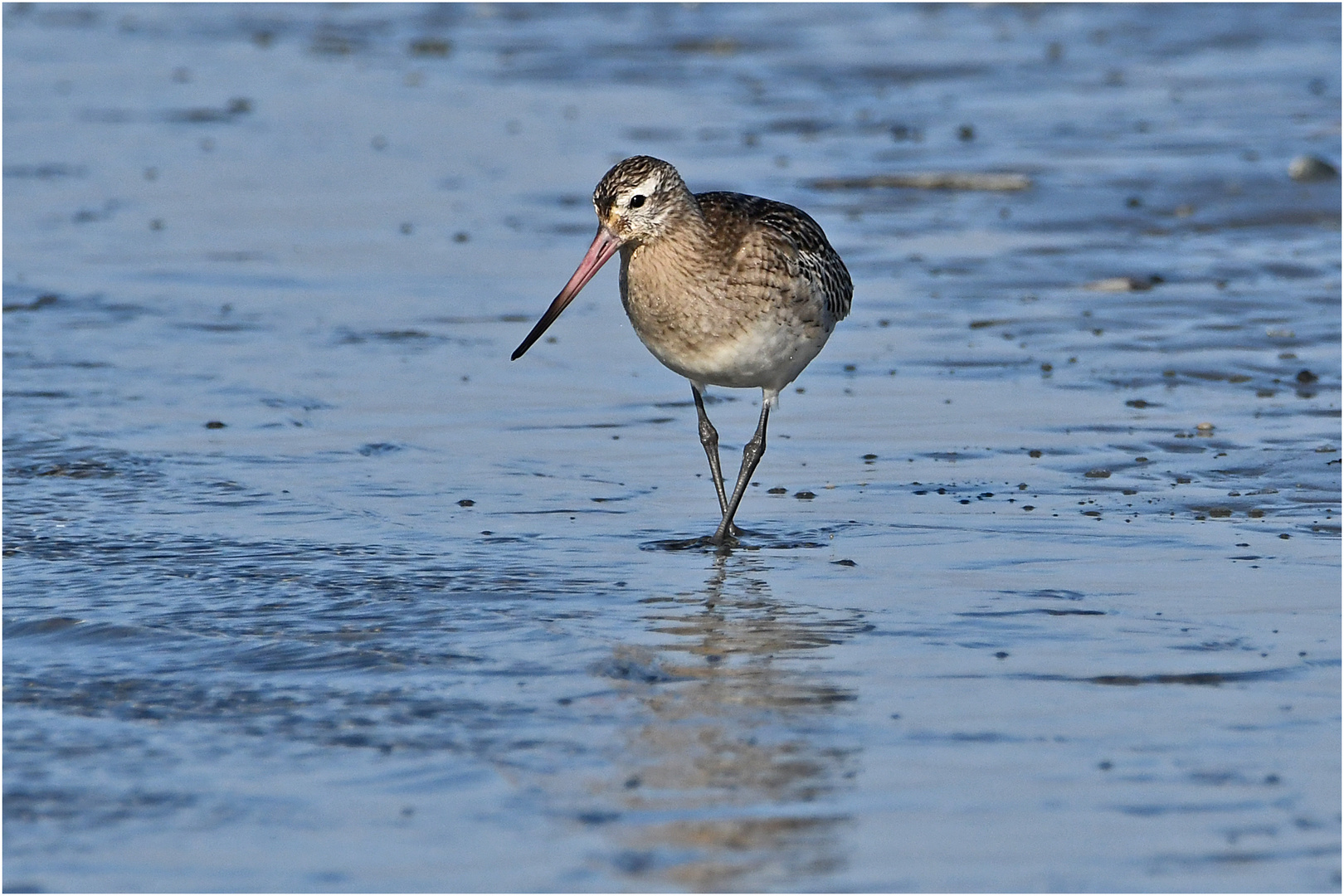 "Wo die Nordseewellen . . ." (3) - Der Grünschenkel (Tringa nebularia)  . . .