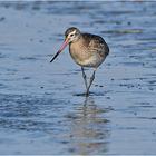 "Wo die Nordseewellen . . ." (3) - Der Grünschenkel (Tringa nebularia)  . . .