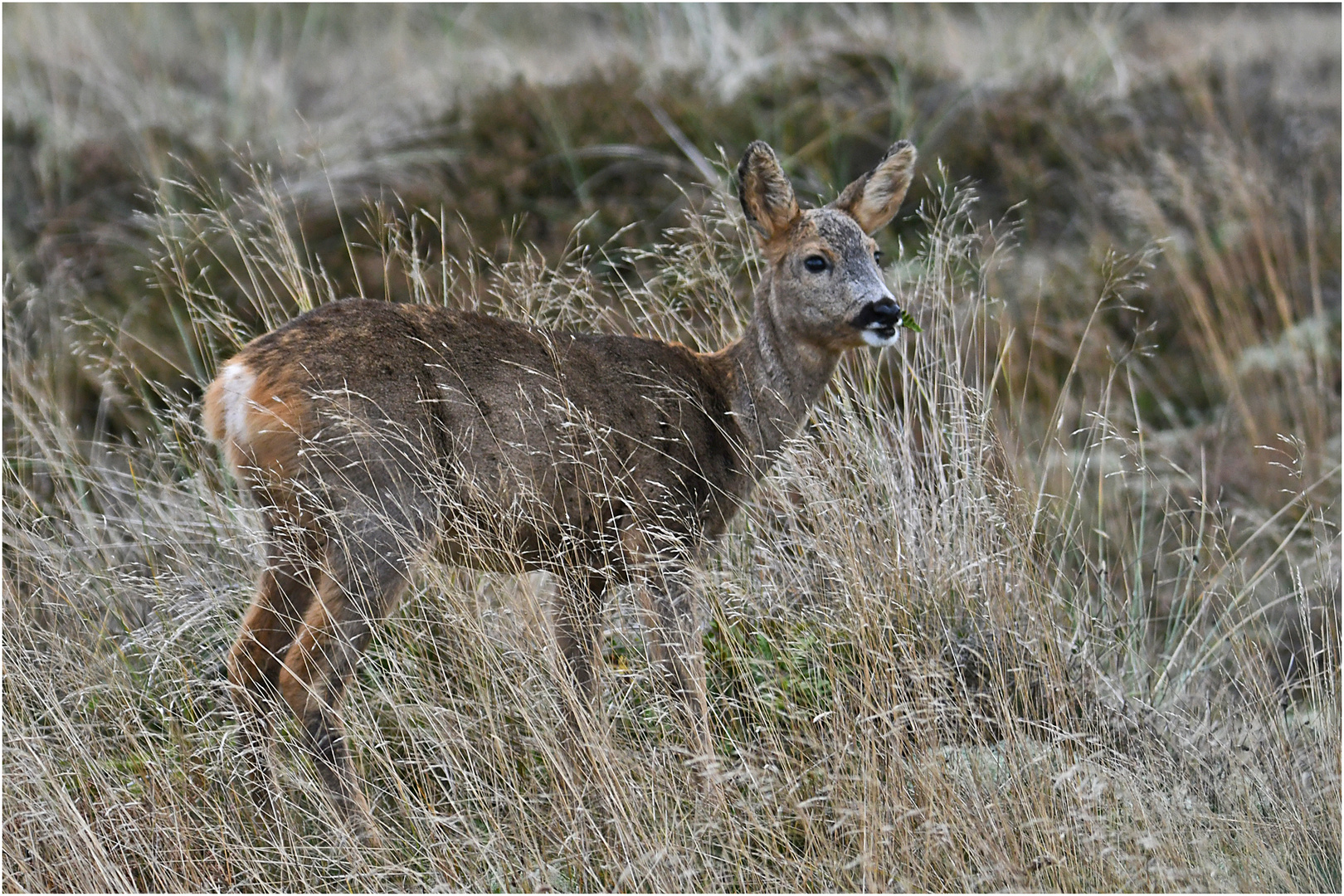 "Wo die Nordseewellen . . ." (4) - Rehe gibt es . . .