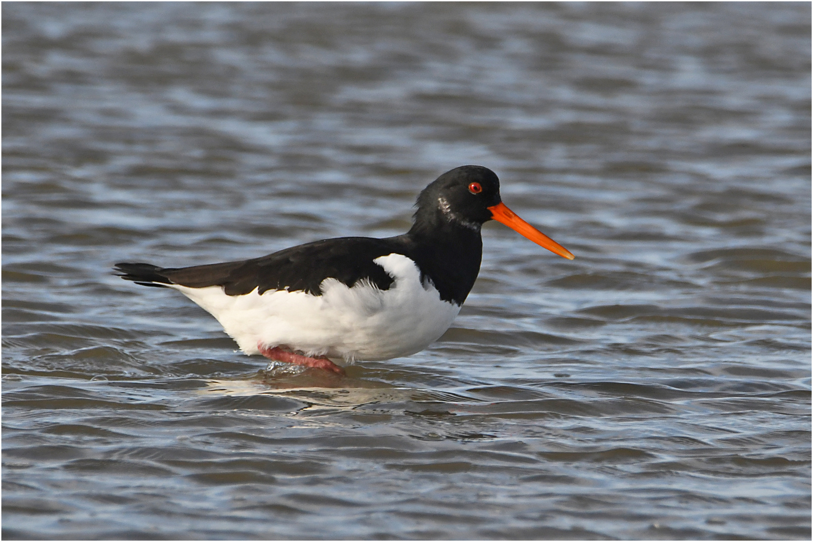 "Wo die Nordseewellen . . ." (5) - Austernfischer  (Haematopus ostralegus) dürfen . . .