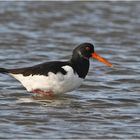 "Wo die Nordseewellen . . ." (5) - Austernfischer  (Haematopus ostralegus) dürfen . . .