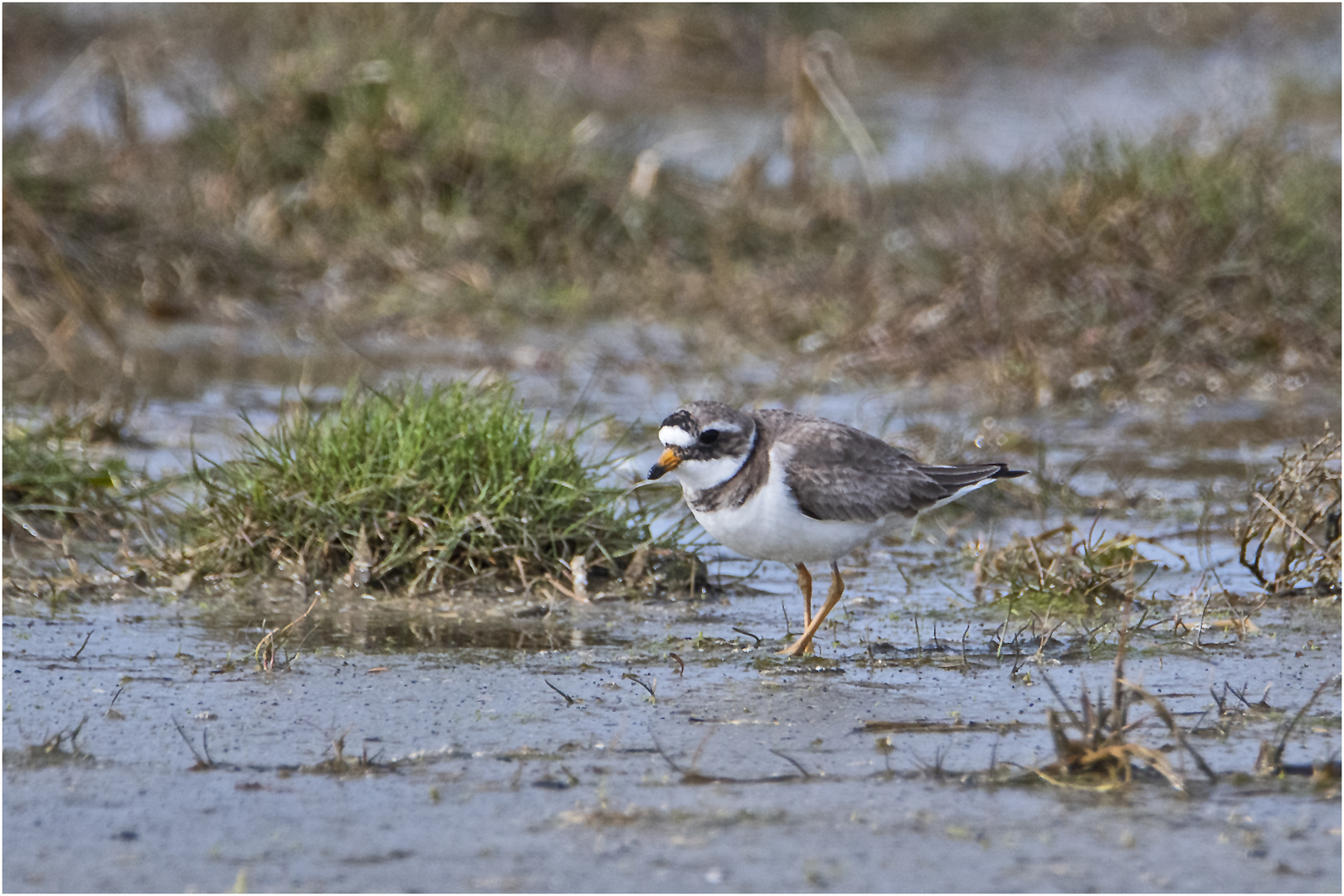 "Wo die Nordseewellen . . ." (5) - Die Flussregenpfeiffer (Charadrius dubius) . . .