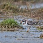 "Wo die Nordseewellen . . ." (5) - Die Flussregenpfeiffer (Charadrius dubius) . . .