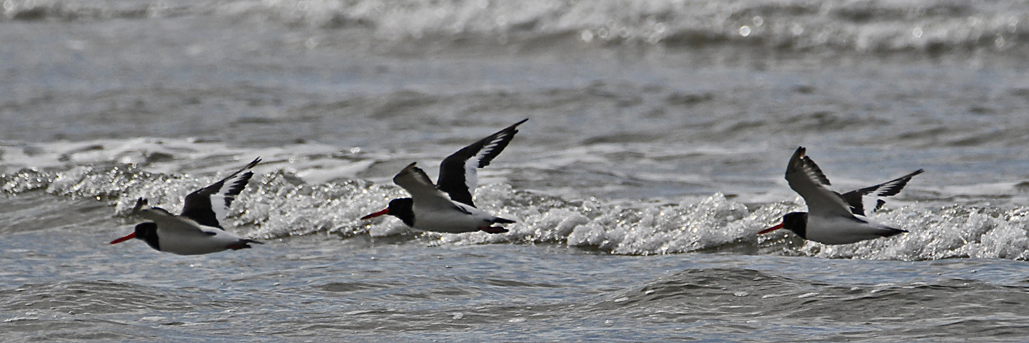 "Wo die Nordseewellen . . . (6) - Die Austernfischer (Haematopus ostralegus) . . . 