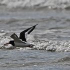 "Wo die Nordseewellen . . . (6) - Die Austernfischer (Haematopus ostralegus) . . . 