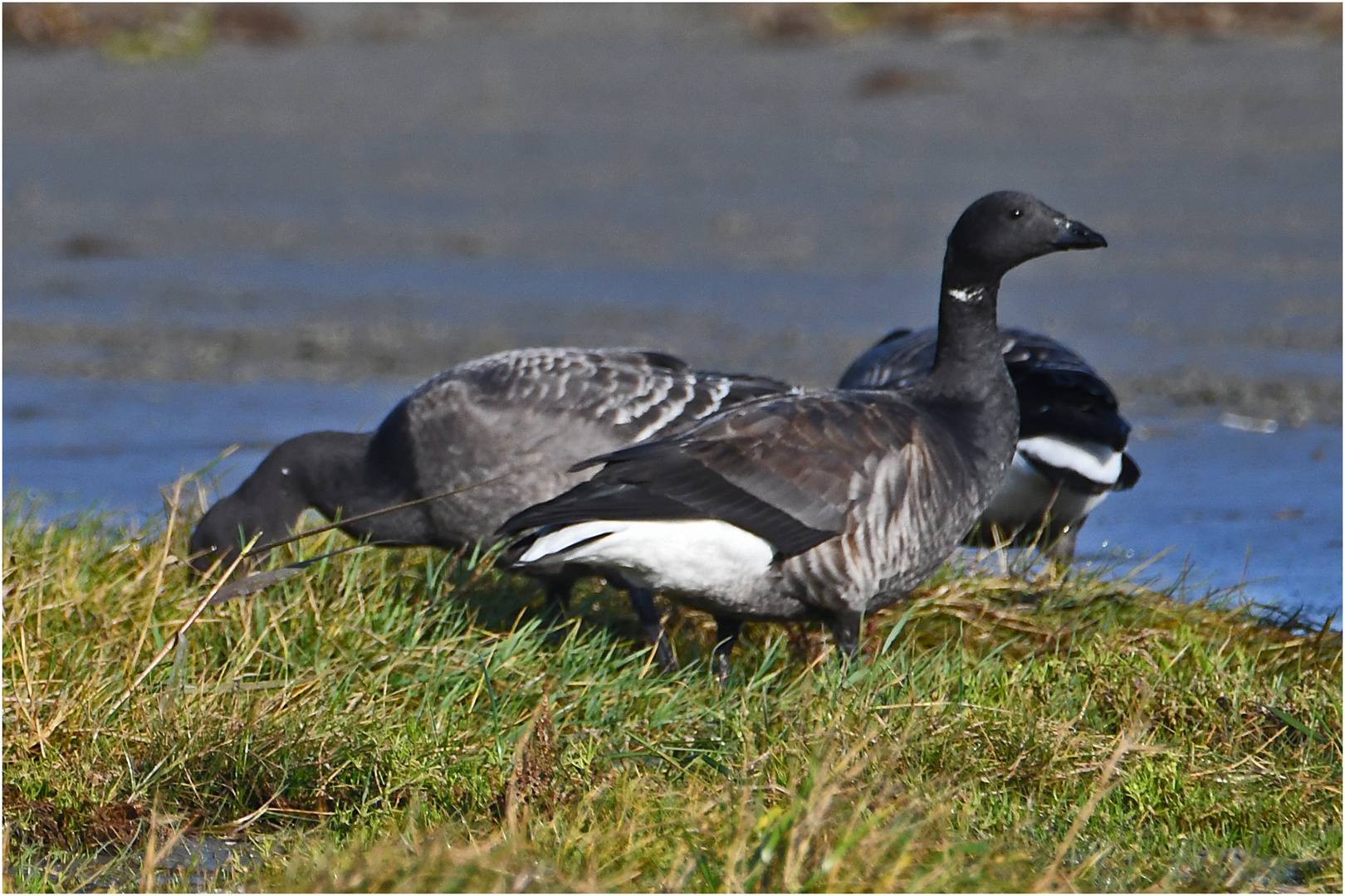 "Wo die Nordseewellen . . ." (7) - Ringelgänse (Branta bernicla) . . .