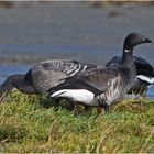 "Wo die Nordseewellen . . ." (7) - Ringelgänse (Branta bernicla) . . .