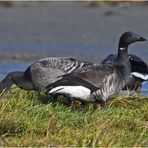 "Wo die Nordseewellen . . ." (7) - Ringelgänse (Branta bernicla) . . .