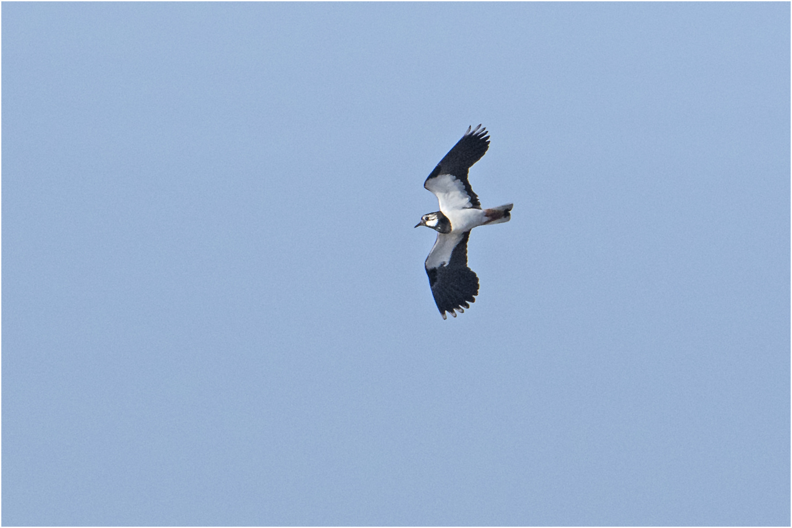 "Wo die Nordseewellen . . ." (8) - Der Kiebitz (Vanellus vanellus) . . .