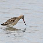 "Wo die Nordseewellen . . . (8) - Eine Pfuhlschnepfe (Limosa lapponica) . . . 