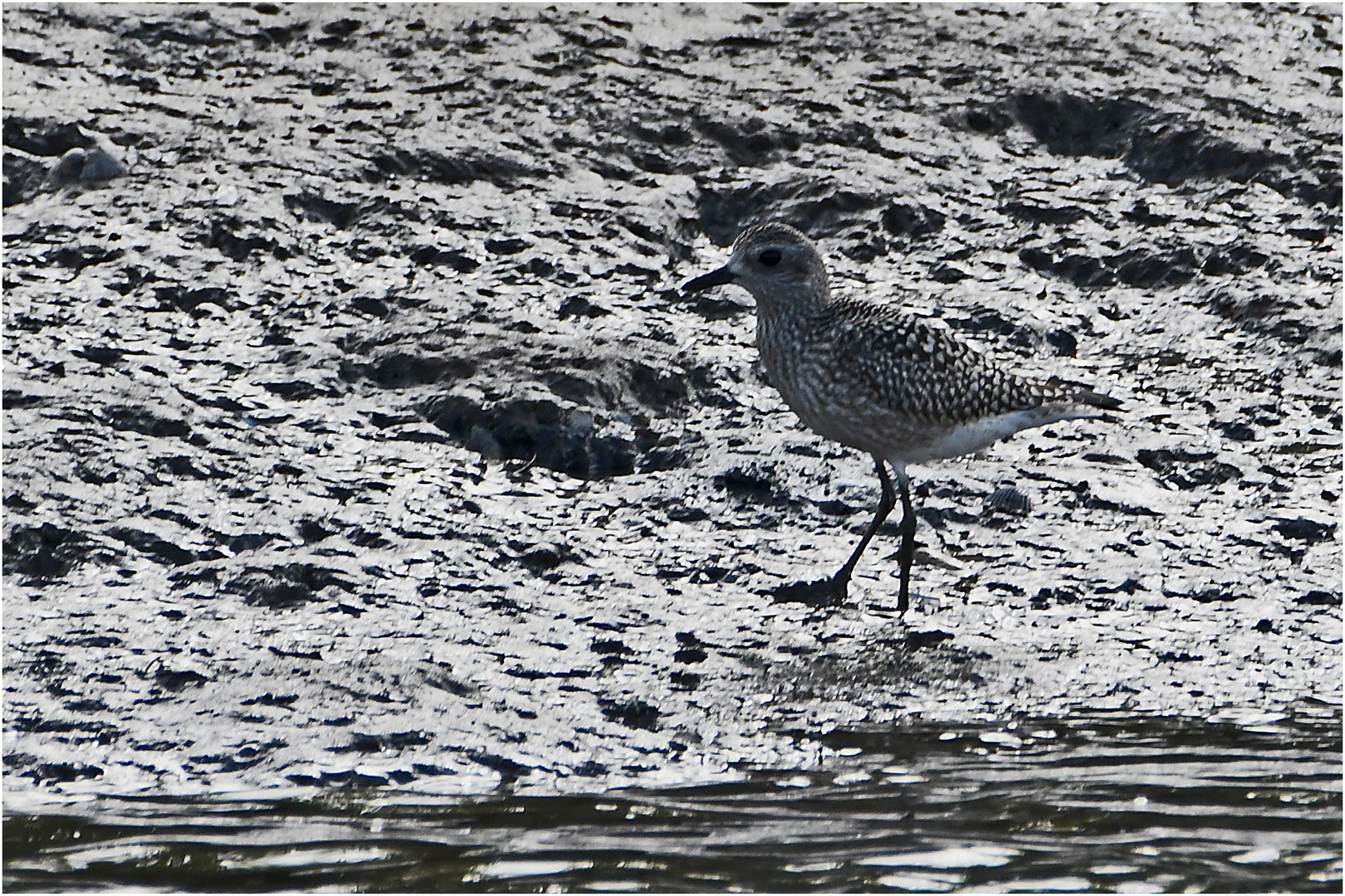 "Wo die Nordseewellen . . ." (9) - Den Kiebitzregenpfeiffer (Pluvialis squatarola) . . .