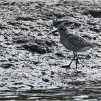 "Wo die Nordseewellen . . ." (9) - Den Kiebitzregenpfeiffer (Pluvialis squatarola) . . .