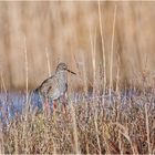 "Wo die Nordseewellen . . ." (9) - Den Rotschenkel (Tringa totanus) . . .