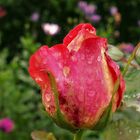 Wo die Regenblumen blüh´n