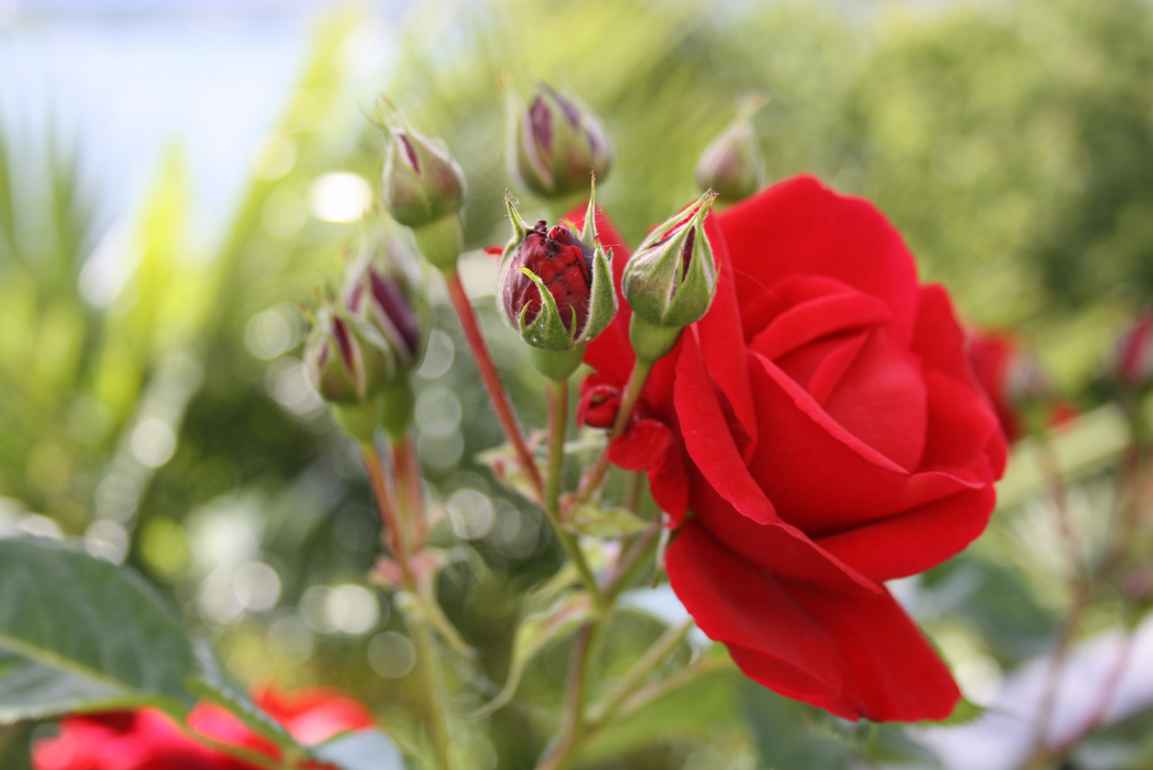 Wo die Rosen blühn