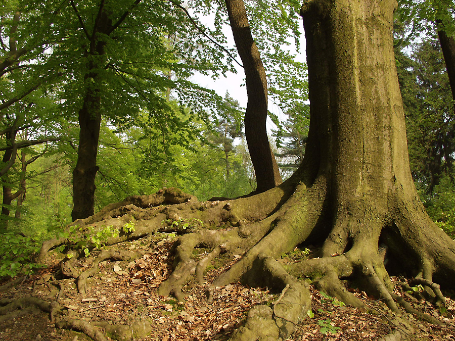 Wo die Wälder noch rauschen ...