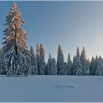 Wo die Weihnachtsbäume stehen