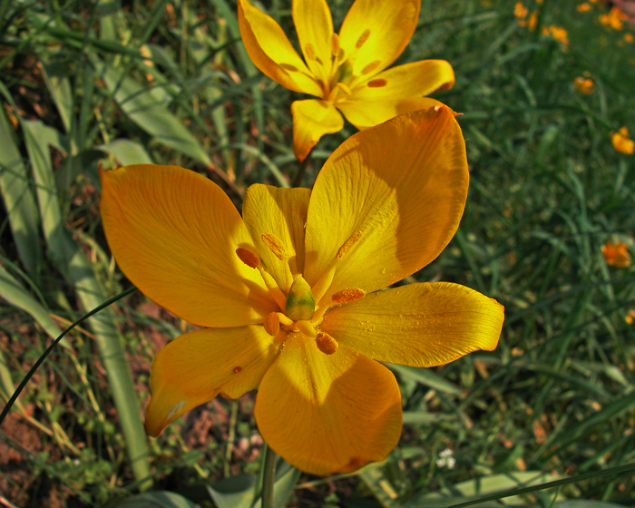 Wo die wilden Tulpen wohnen