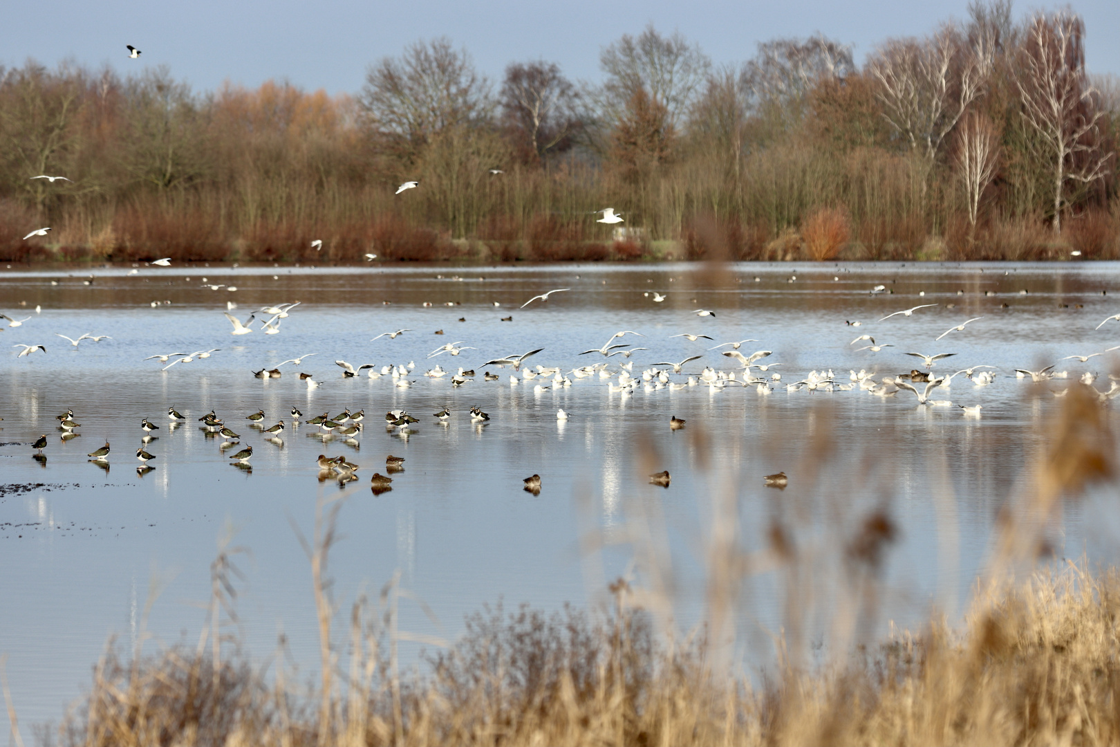 Wo die wilden Vögel baden...