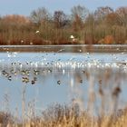 Wo die wilden Vögel baden...