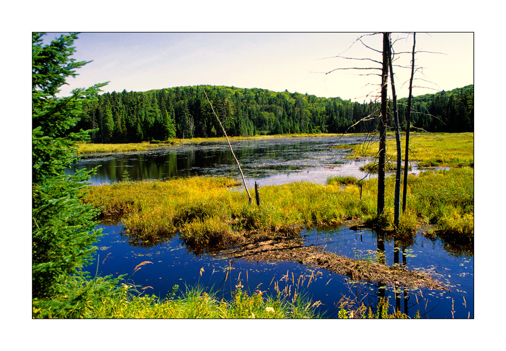 [wo du nicht überall warst] Algonquin Province Park