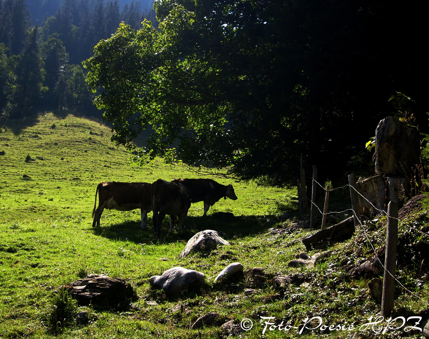 Wo ein Baum steht, gibt es auch Schatten...