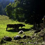 Wo ein Baum steht, gibt es auch Schatten...