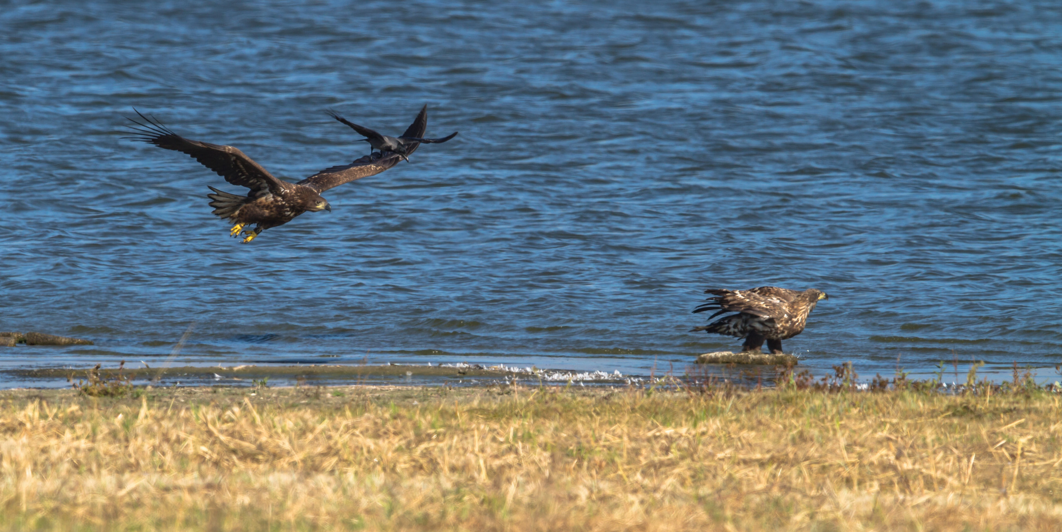 Wo ein Lotse ist, ist auch ein Flugbegleiter