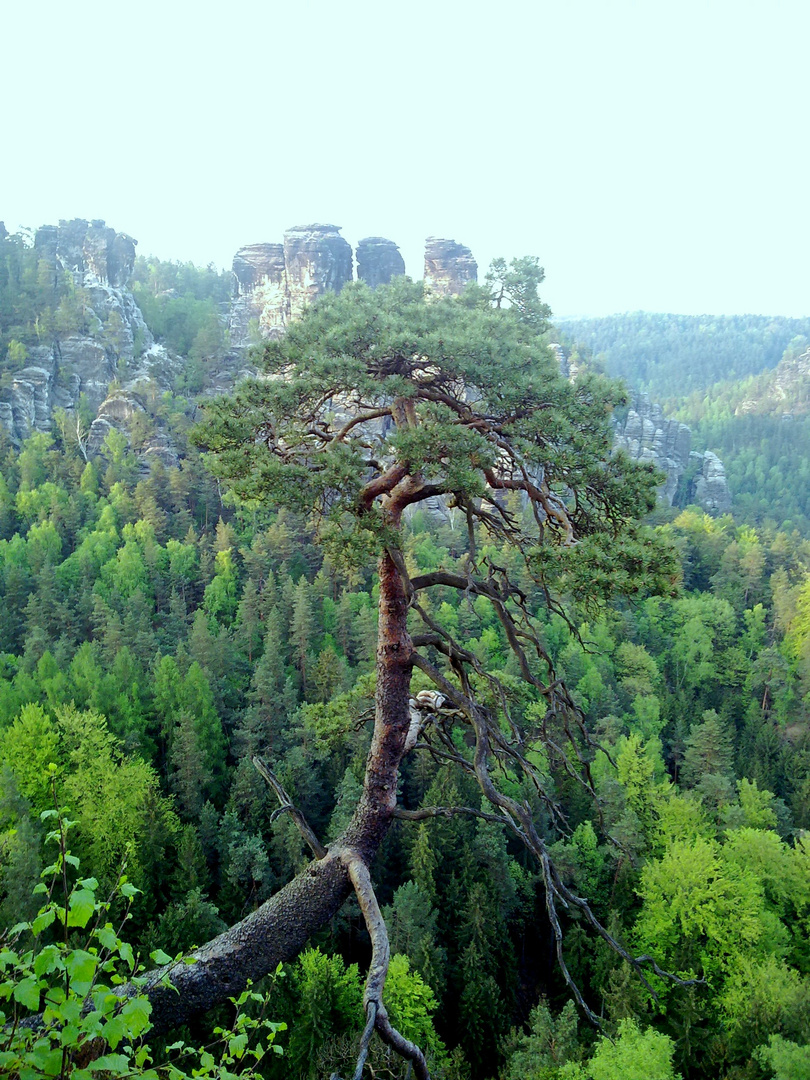 Wo ein Wille, da wächst auch ein Baum