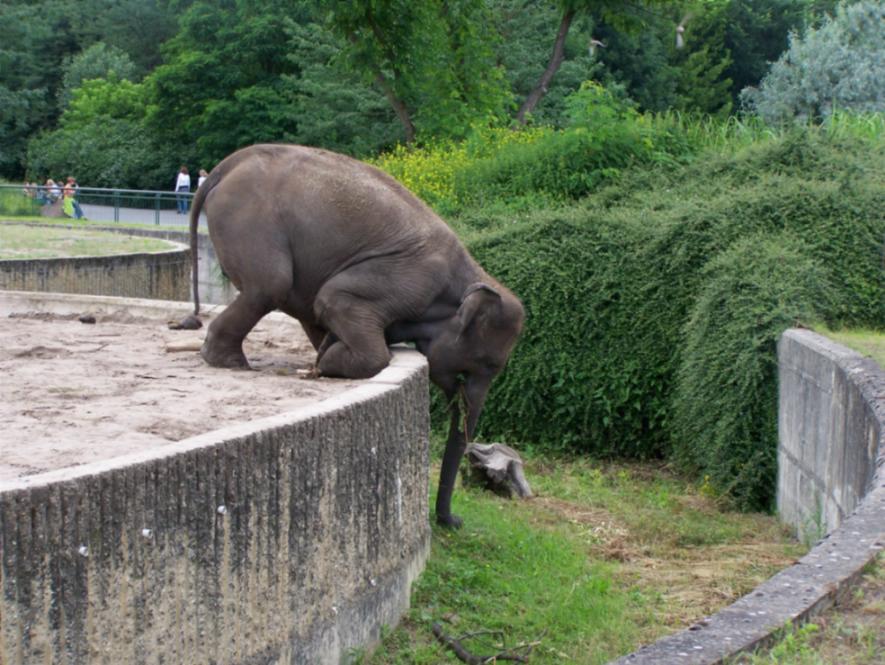 Wo Ein Wille Wo Ein Wille