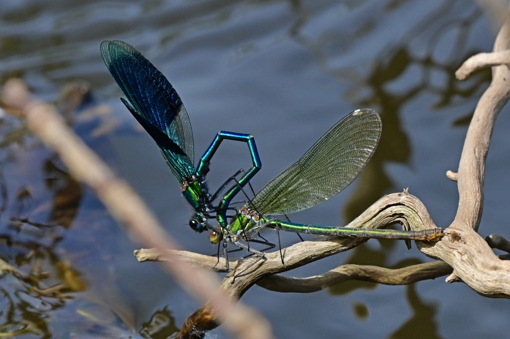 Wo ein Wille ist, ist auch ein Weg. Gebänderte Prachtlibelle (Calopteryx splendens) 