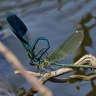 Wo ein Wille ist, ist auch ein Weg. Gebänderte Prachtlibelle (Calopteryx splendens) 