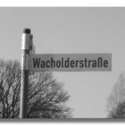 Wo finde ich Wacholder ?