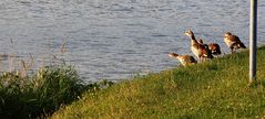 wo findet man die nilgänse abends