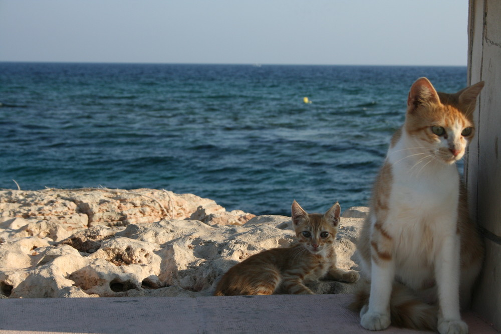 Wo Fisch nicht allzu fern ist, sind Katzen nicht weit ...