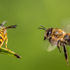 Wo fliegst du hin? Ich komme mit...