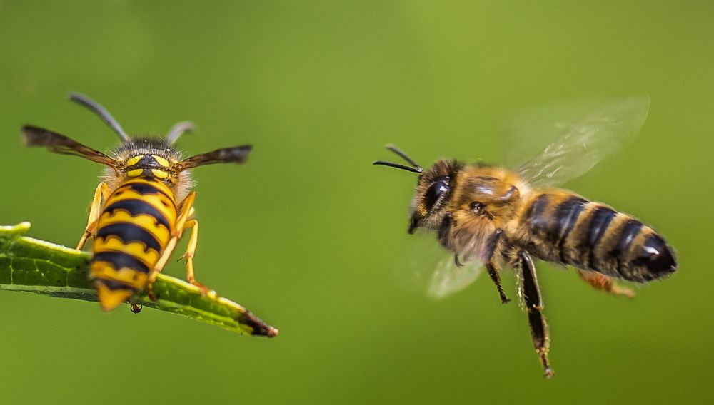 Wo fliegst du hin? Ich komme mit...