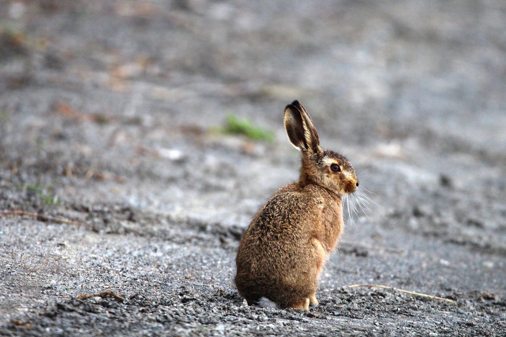 Wo Fuchs und Hase sich "Gute Nacht" sagen ...