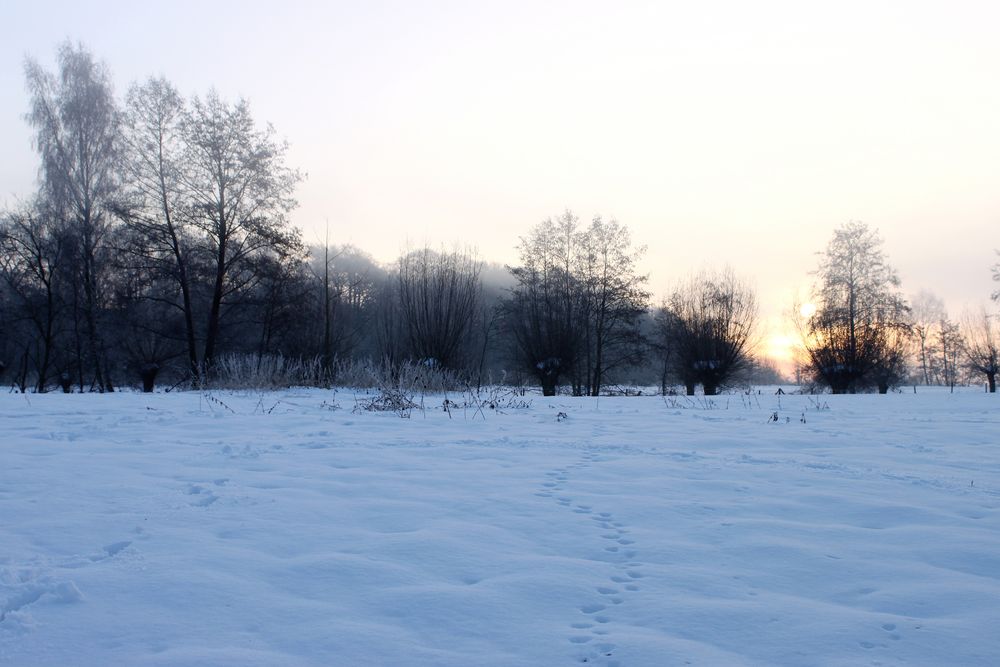 Wo Fuchs und Hase sich über den Weg laufen von Schokochrissi 