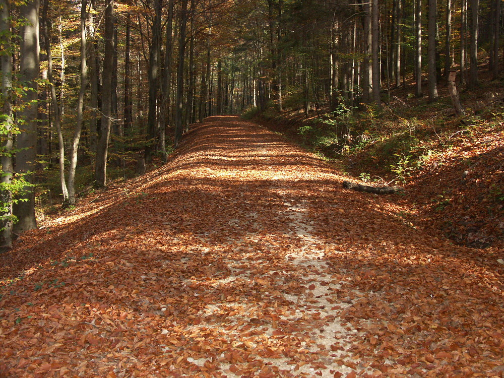 Wo führt der Weg hin